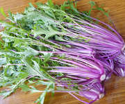 紫水菜